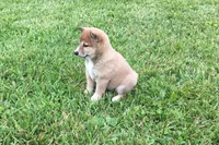 Sadie, a female Shiba Inu for sale in Seymour, MO – 3 of 4