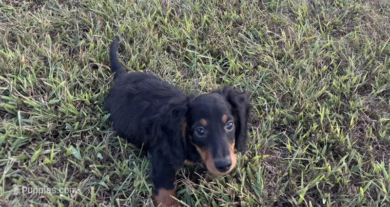 Ranger  – Miniature Dachshund puppy for sale in Seymour, MO
