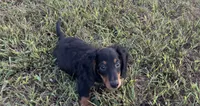 Ranger , a male Miniature Dachshund for sale in Seymour, MO – 3 of 5