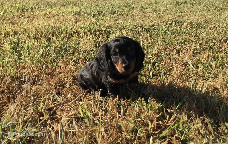 Ranger  – Miniature Dachshund puppy for sale in Seymour, MO