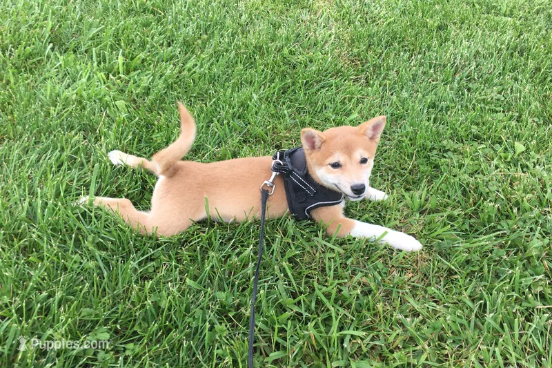 Marly  – Shiba Inu puppy for sale in Seymour, MO