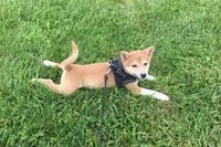 Marly , a female Shiba Inu for sale in Seymour, MO – 3 of 5