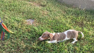 Bella , a female Miniature Dachshund for sale in Seymour, MO – 8 of 8