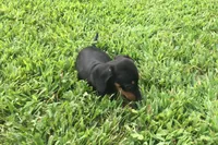 Sharla, a female Miniature Dachshund for sale in Seymour, MO – 4 of 6
