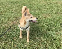 Roxie , a female Shiba Inu for sale in Seymour, MO – 4 of 5
