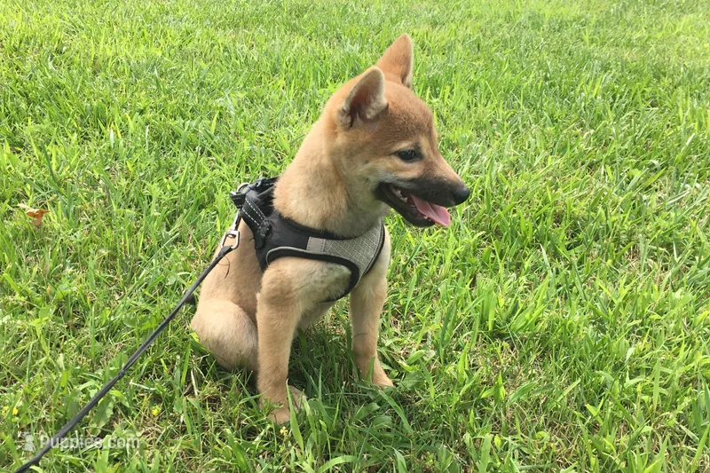 Ellie – Shiba Inu puppy for sale in Seymour, MO