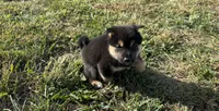 Simba , a male Shiba Inu for sale in Seymour, MO – 4 of 6