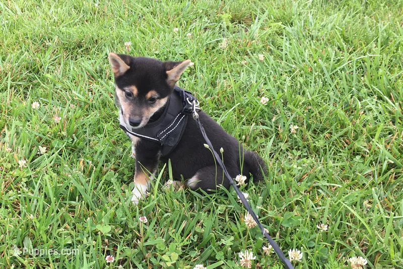Lexi  – Shiba Inu puppy for sale in Seymour, MO