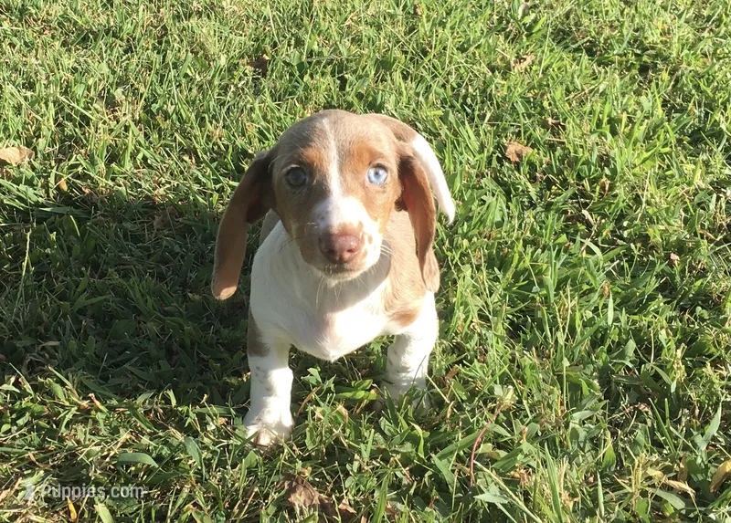 Bella  – Miniature Dachshund puppy for sale in Seymour, MO