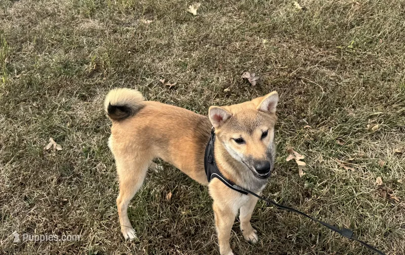 Ellie – Shiba Inu puppy for sale in Seymour, MO