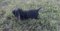Ranger , a male Miniature Dachshund for sale in Seymour, MO – 4 of 5