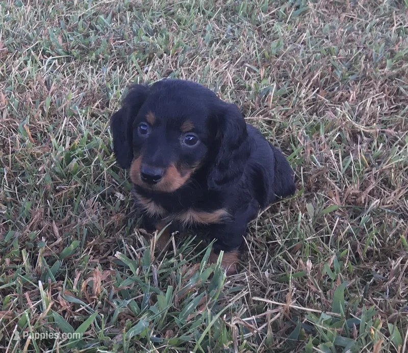 Ranger  – Miniature Dachshund puppy for sale in Seymour, MO