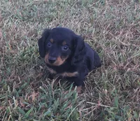 Ranger , a male Miniature Dachshund for sale in Seymour, MO – 1 of 6