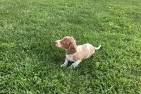 Bella , a female Miniature Dachshund for sale in Seymour, MO – 5 of 6