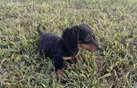 Ranger , a male Miniature Dachshund for sale in Seymour, MO – 5 of 5