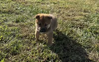 Koda, a male Shiba Inu for sale in Seymour, MO – 4 of 6