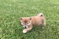 Brody , a male Shiba Inu for sale in Seymour, MO – 3 of 3
