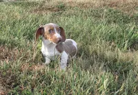 Bella , a female Miniature Dachshund for sale in Seymour, MO – 7 of 8