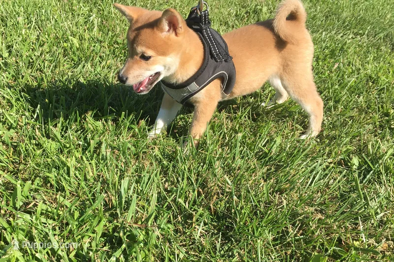 Marly  – Shiba Inu puppy for sale in Seymour, MO
