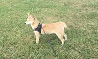 Roxie , a female Shiba Inu for sale in Seymour, MO – 5 of 5