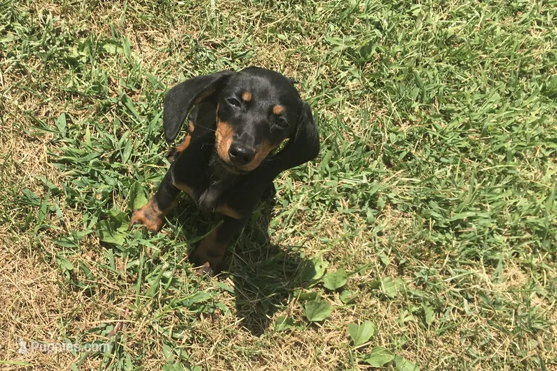Sharla – Miniature Dachshund puppy for sale in Seymour, MO