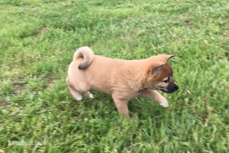 Hollie  – Shiba Inu puppy for sale in Seymour, MO