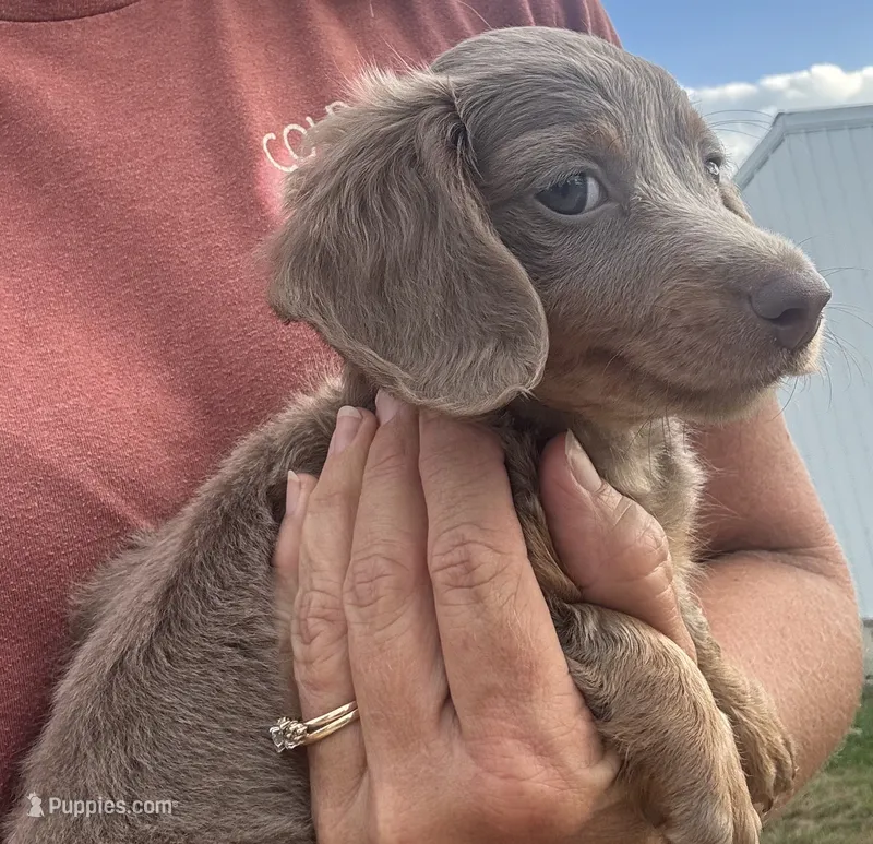 Duke  – Miniature Dachshund puppy for sale in Seymour, MO