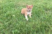 Marly , a female Shiba Inu for sale in Seymour, MO – 2 of 3