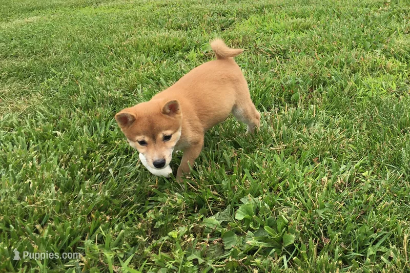 Marly  – Shiba Inu puppy for sale in Seymour, MO