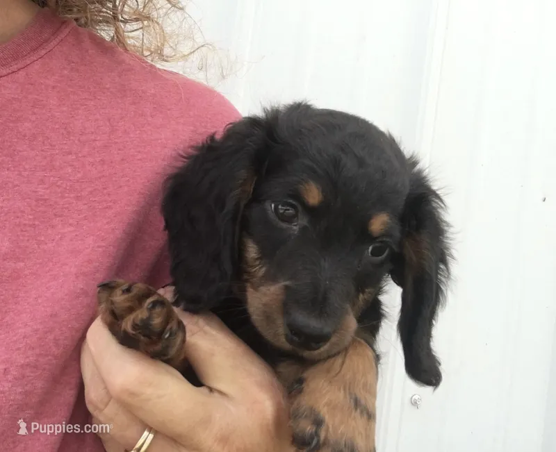 Sierra – Miniature Dachshund puppy for sale in Seymour, MO