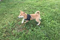 Marly , a female Shiba Inu for sale in Seymour, MO – 5 of 5