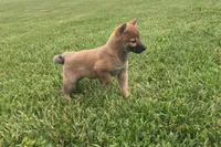 Ellie, a female Shiba Inu for sale in Seymour, MO – 3 of 5