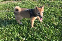 Hollie , a female Shiba Inu for sale in Seymour, MO – 5 of 6
