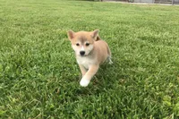 Ozzy, a male Shiba Inu for sale in Seymour, MO – 4 of 4