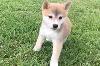 Ozzy, a male Shiba Inu for sale in Seymour, MO – 2 of 4