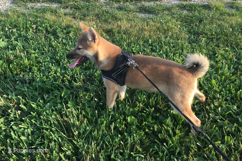 Ellie – Shiba Inu puppy for sale in Seymour, MO