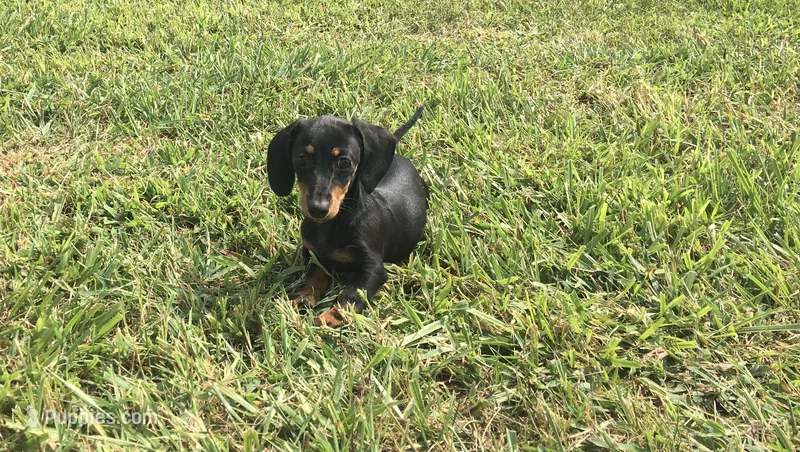 Sharla – Miniature Dachshund puppy for sale in Seymour, MO