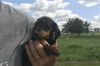 Sharla, a female Miniature Dachshund for sale in Seymour, MO – 1 of 6
