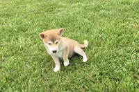 Ozzy, a male Shiba Inu for sale in Seymour, MO – 5 of 5