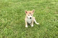 Ozzy, a male Shiba Inu for sale in Seymour, MO – 4 of 5
