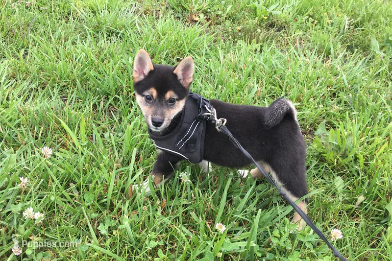 Lexi  – Shiba Inu puppy for sale in Seymour, MO