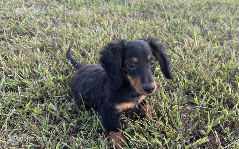 Ranger  – Miniature Dachshund puppy for sale in Seymour, MO