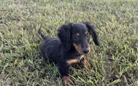 Ranger , a male Miniature Dachshund for sale in Seymour, MO – 1 of 5