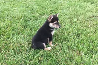 Carly, a female Shiba Inu for sale in Seymour, MO – 2 of 5