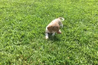 Bella , a female Miniature Dachshund for sale in Seymour, MO – 4 of 6