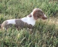 Bella , a female Miniature Dachshund for sale in Seymour, MO – 4 of 8