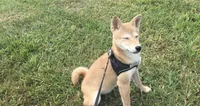Roxie , a female Shiba Inu for sale in Seymour, MO – 3 of 5