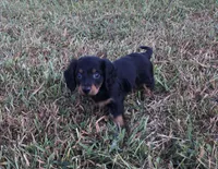 Ranger , a male Miniature Dachshund for sale in Seymour, MO – 5 of 6