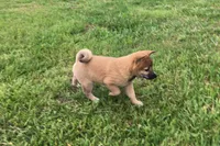 Hollie , a female Shiba Inu for sale in Seymour, MO – 2 of 5