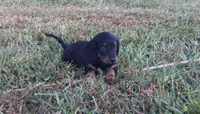 Sierra, a female Miniature Dachshund for sale in Seymour, MO – 4 of 5